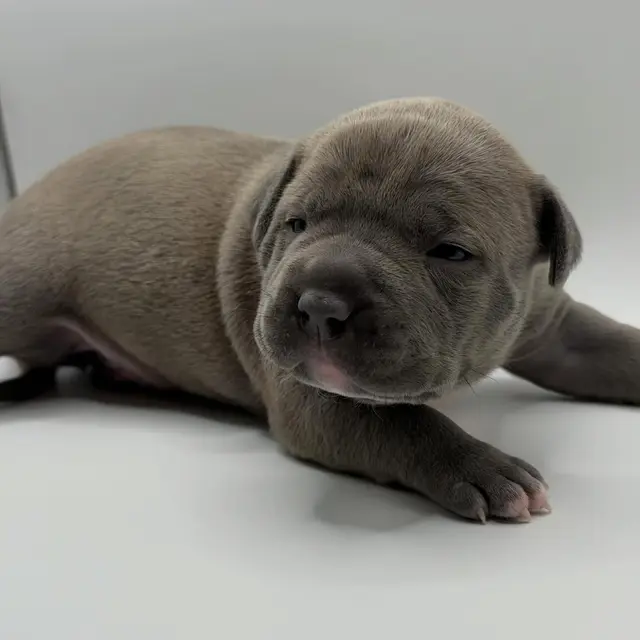 Archie the Pocket Bully puppy