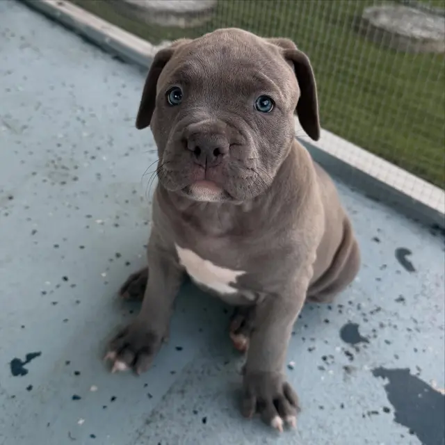 Archie the Pocket Bully puppy