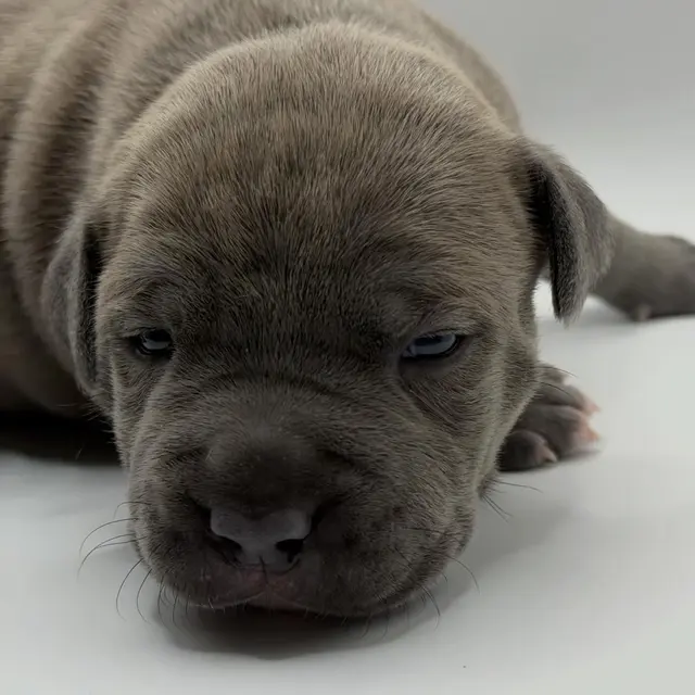 Archie the Pocket Bully puppy