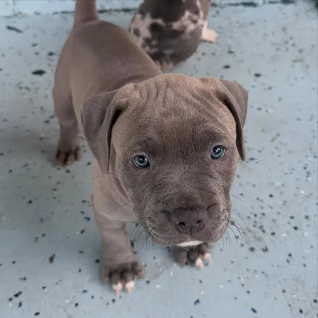 Archie the Pocket Bully puppy