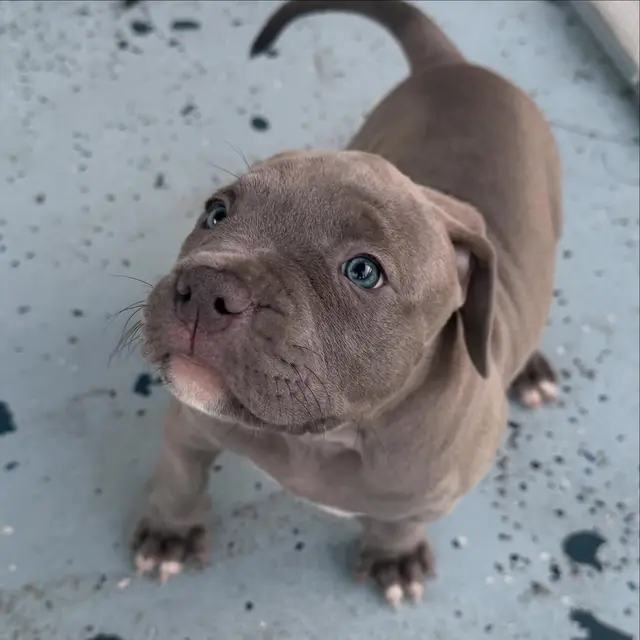 Archie the Pocket Bully puppy