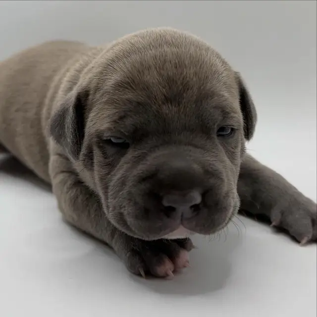 Archie the Pocket Bully puppy