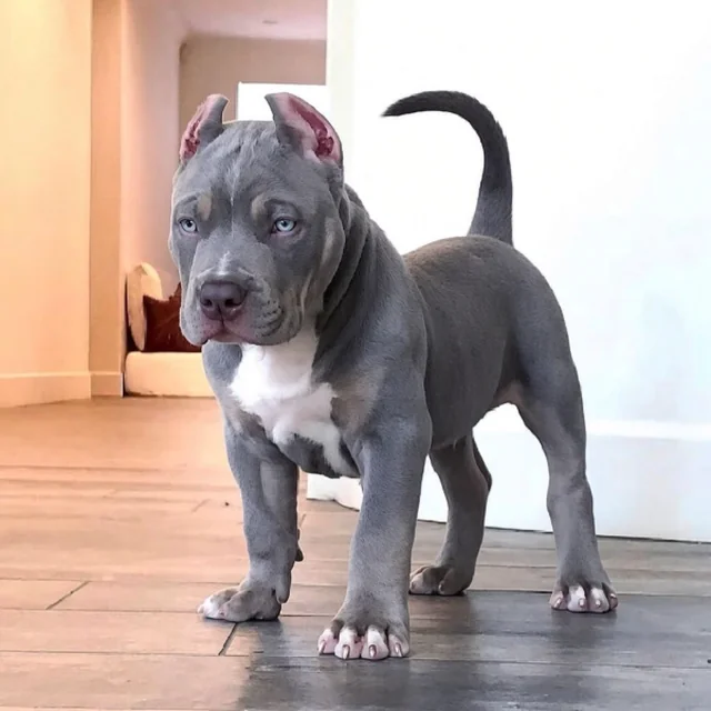 Bazooka the XL American Bully puppy