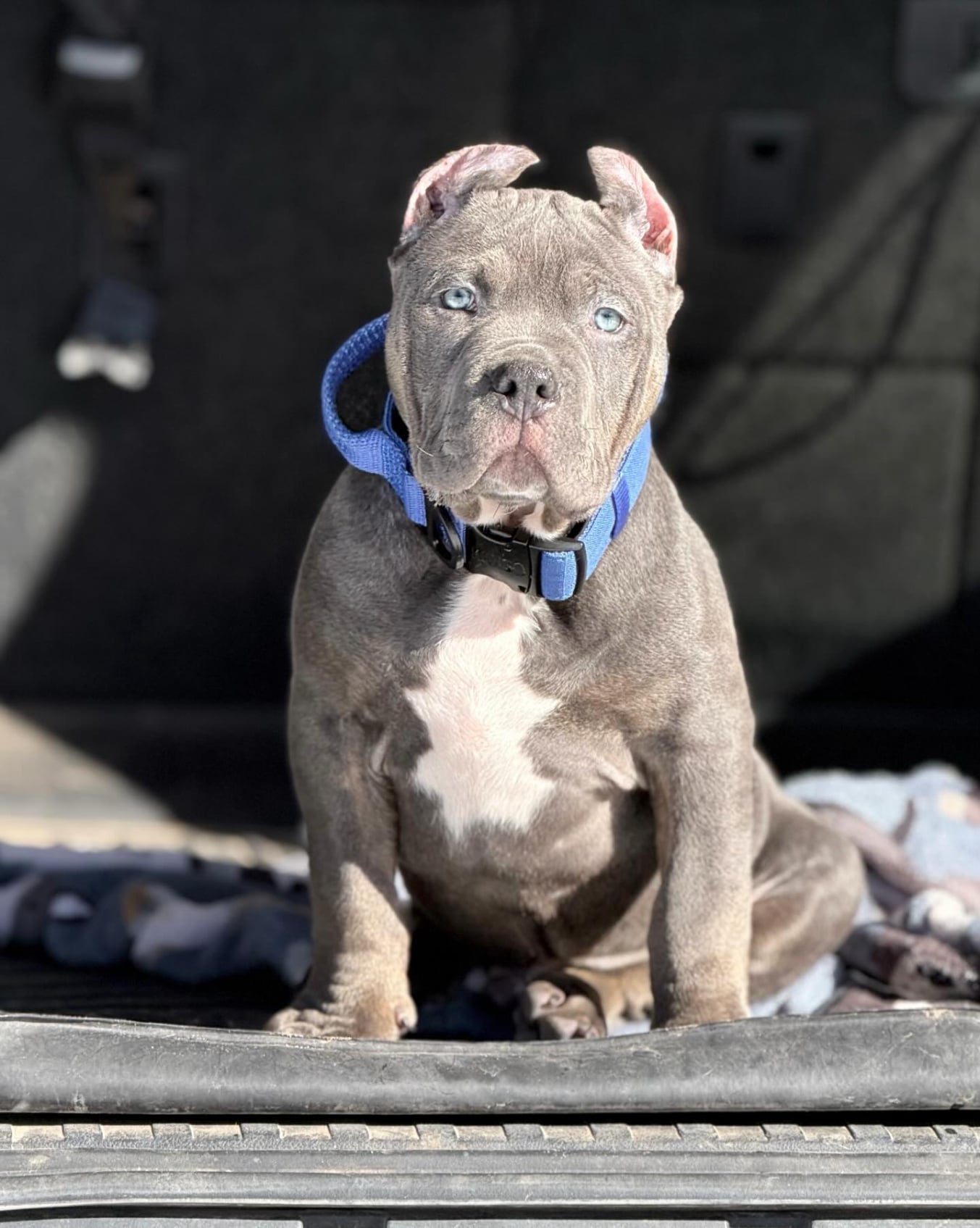 cute american bully puppy