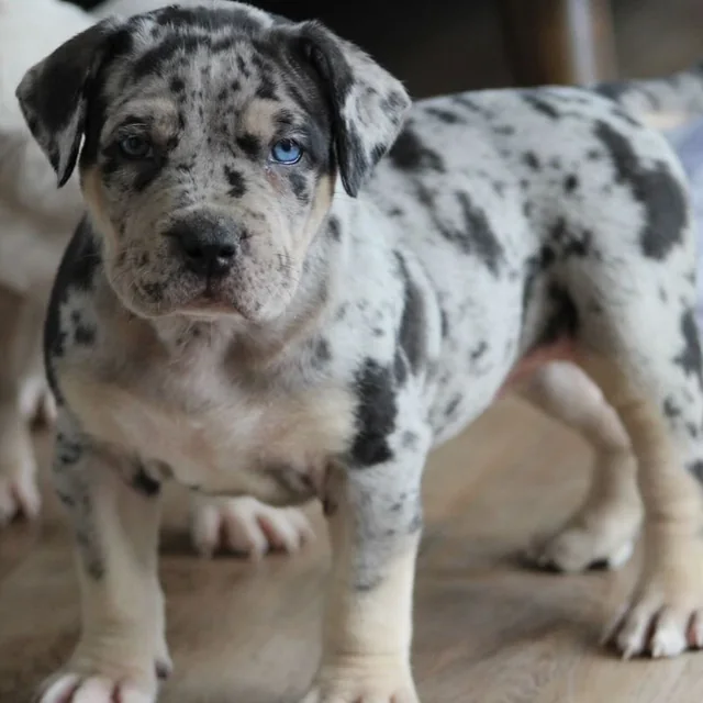 Chole the XL American Bully puppy