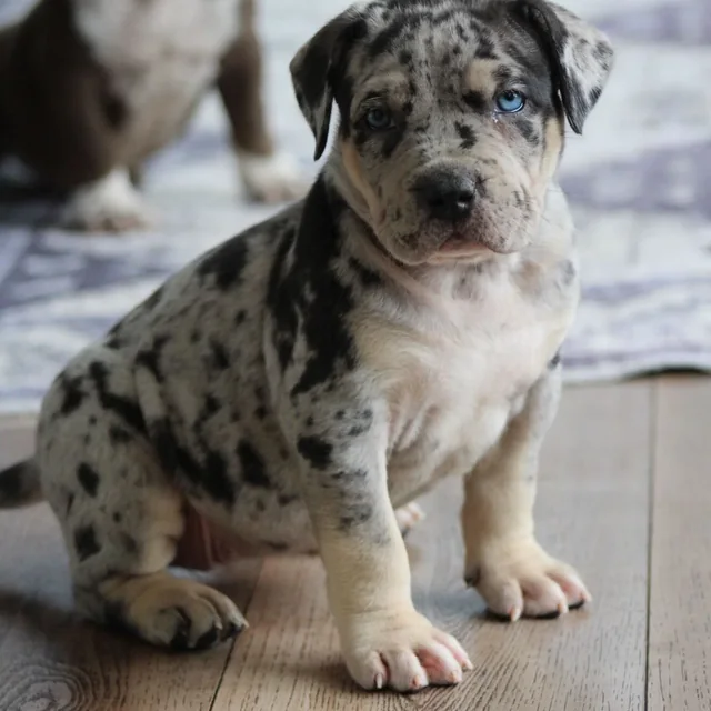 Chole the XL American Bully puppy