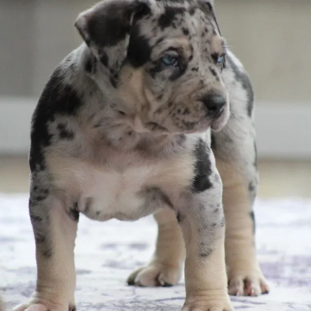 Chole the XL American Bully puppy