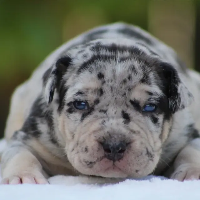 Chole the XL American Bully puppy