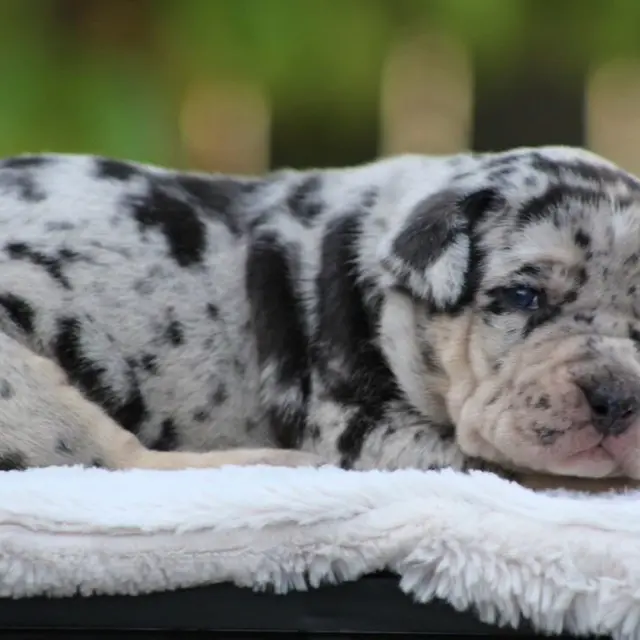 Chole the XL American Bully puppy