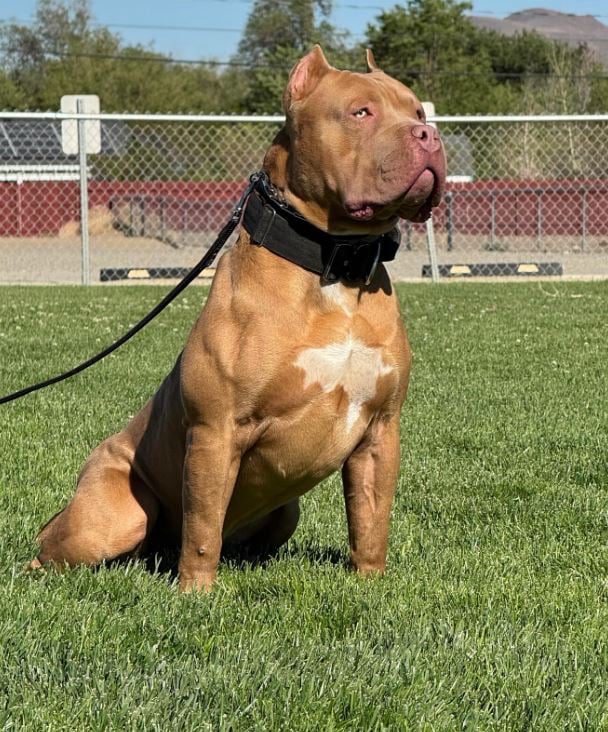 bully dog looks
