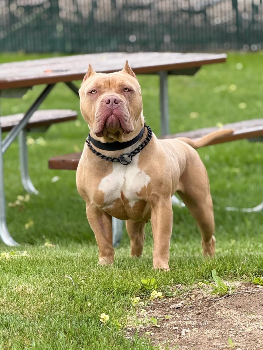 american bully dog adults