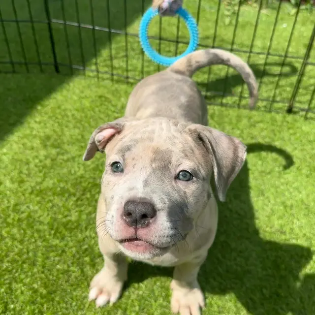Fina the XL American Bully puppy