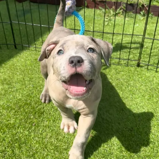 Fina the XL American Bully puppy