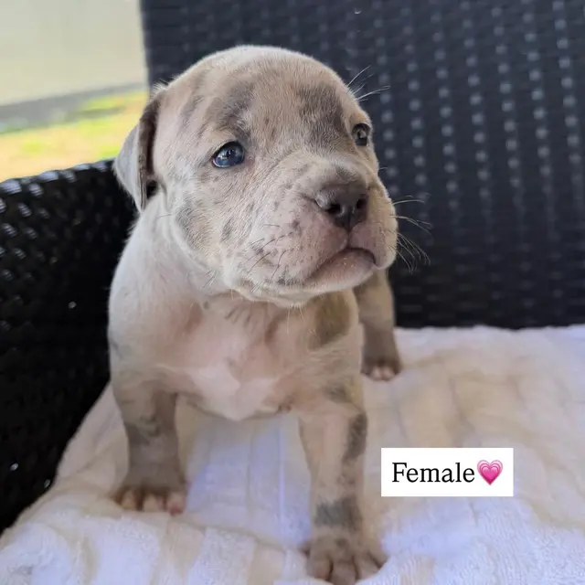 Fina the XL American Bully puppy