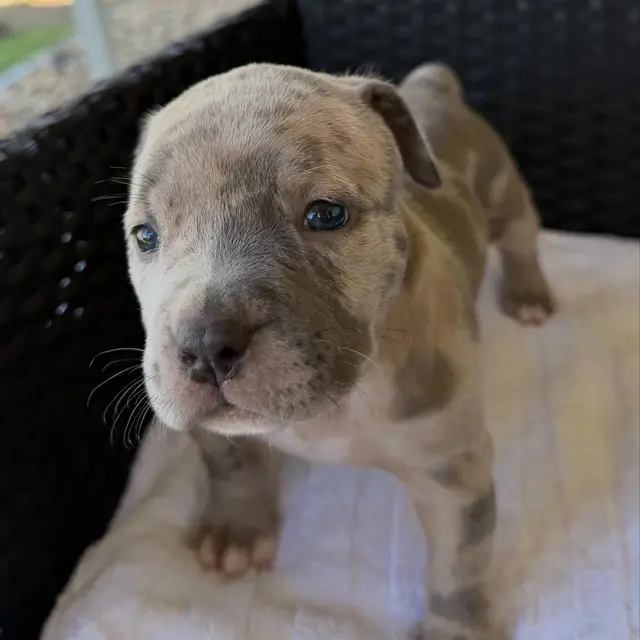 Fina the XL American Bully puppy