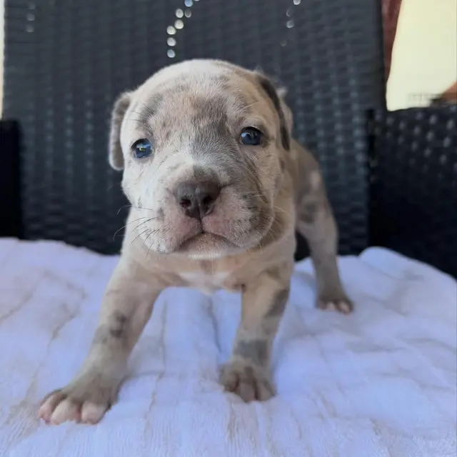 Fina the XL American Bully puppy