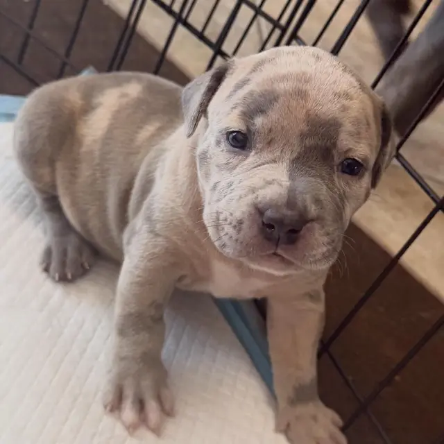 Fina the XL American Bully puppy