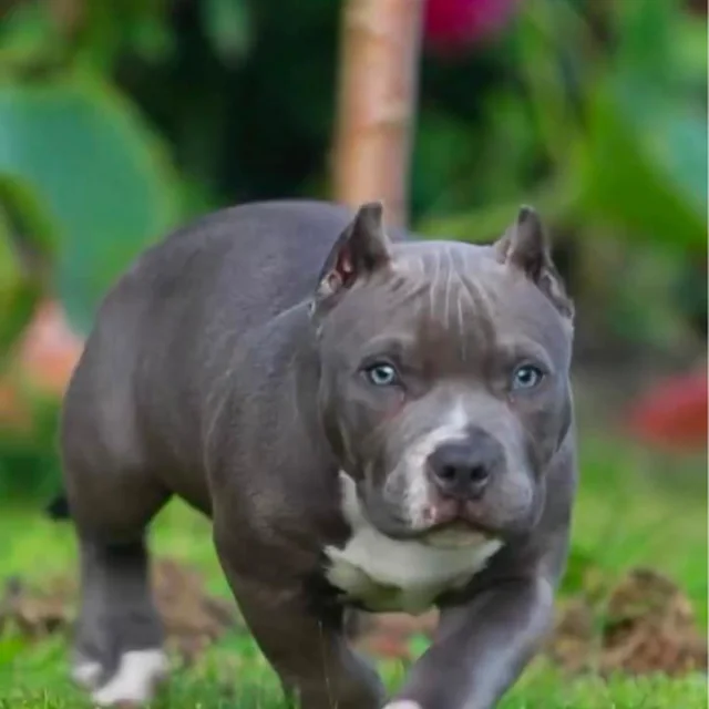 Koupa the Extreme Pocket Bully puppy