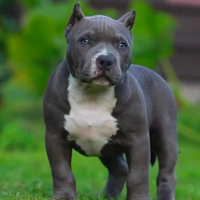Koupa the Extreme Pocket Bully puppy