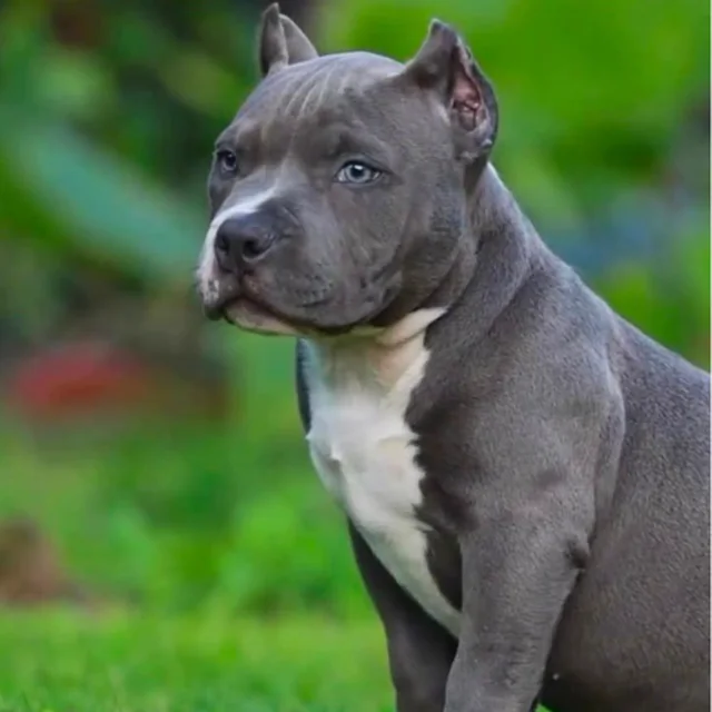 Koupa the Extreme Pocket Bully puppy