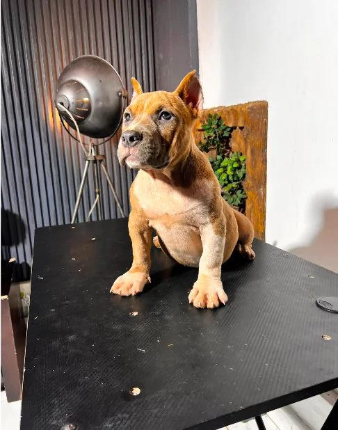 Luna the Pocket American Bully puppy