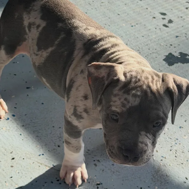 Millie the Extreme Pocket Bully puppy