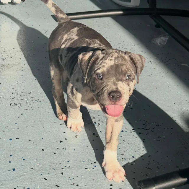 Millie the Extreme Pocket Bully puppy