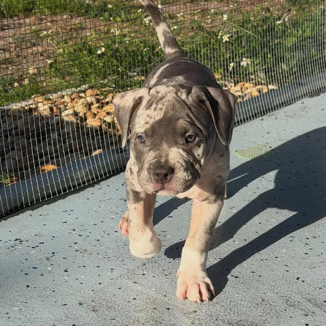 Millie the Extreme Pocket Bully puppy