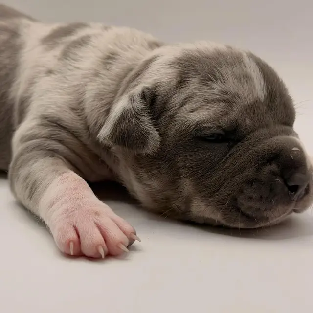 Millie the Extreme Pocket Bully puppy