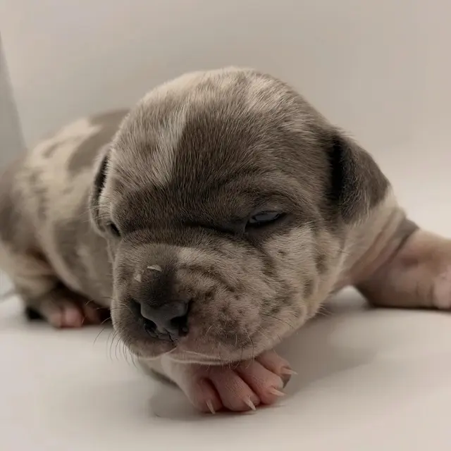 Millie the Extreme Pocket Bully puppy