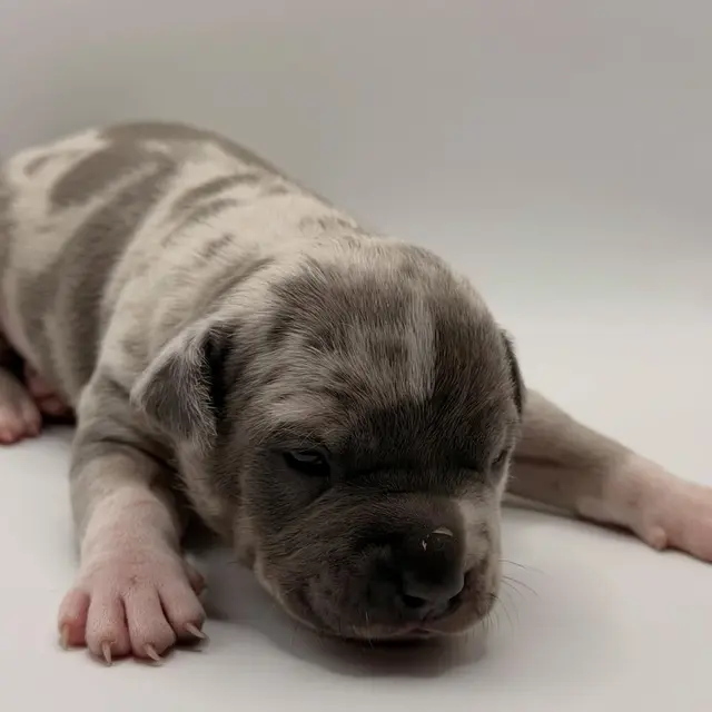 Millie the Extreme Pocket Bully puppy