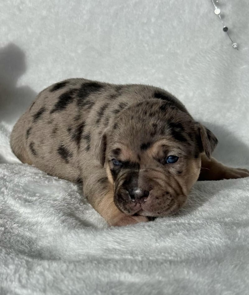royal bully home exotic