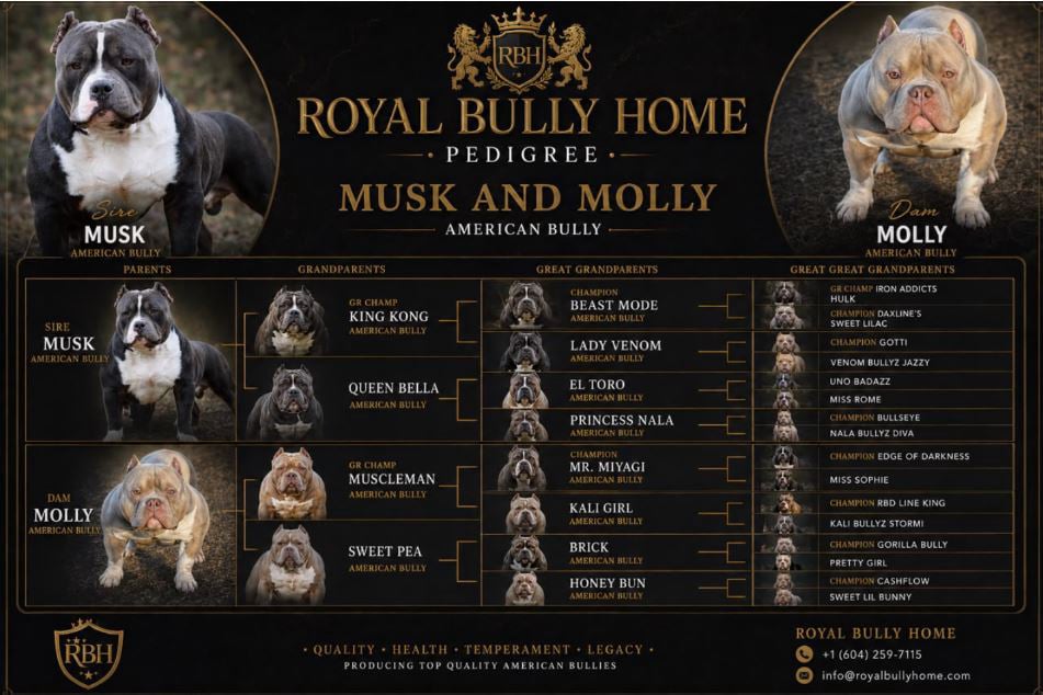 royal bully pedigree tree