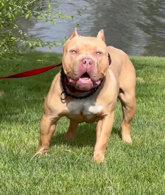 working pocket bully dogs