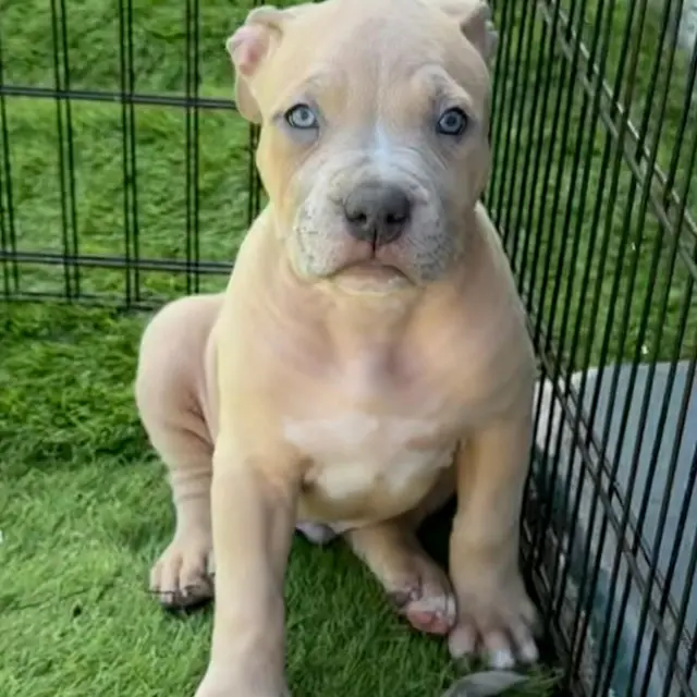 The Rock the XL American Bully puppy