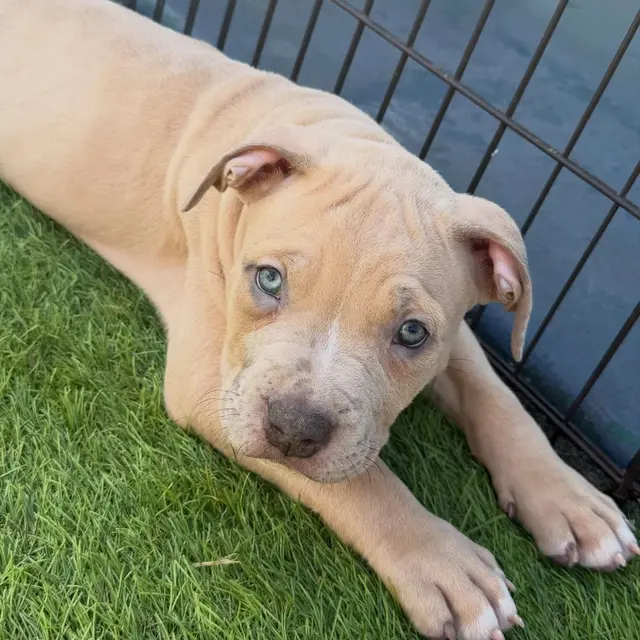The Rock the XL American Bully puppy