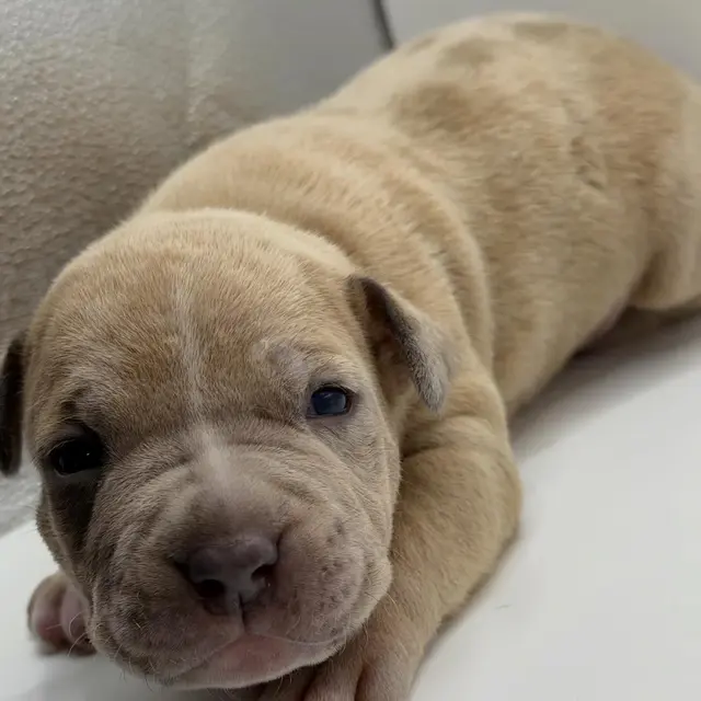 The Rock the XL American Bully puppy
