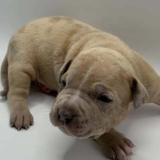 The Rock the XL American Bully puppy