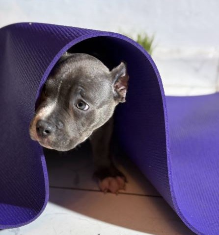 bully puppy hide out