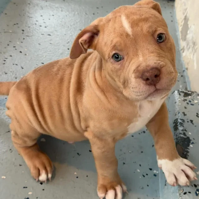 Waffles the Extreme Pocket Bully puppy