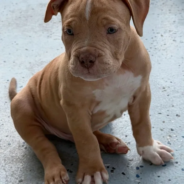 Waffles the Extreme Pocket Bully puppy