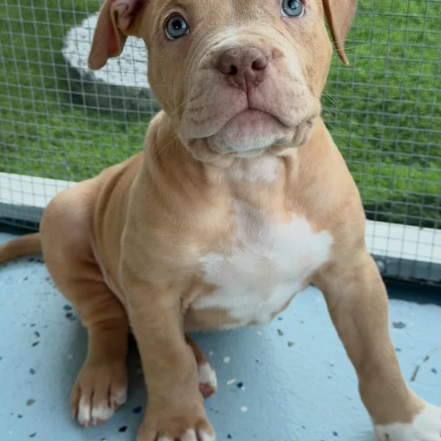 Waffles the Extreme Pocket Bully puppy