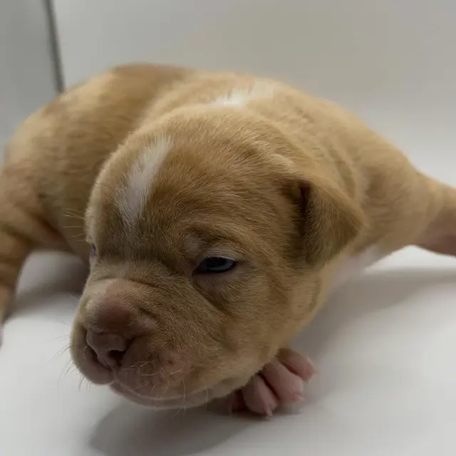 Waffles the Extreme Pocket Bully puppy