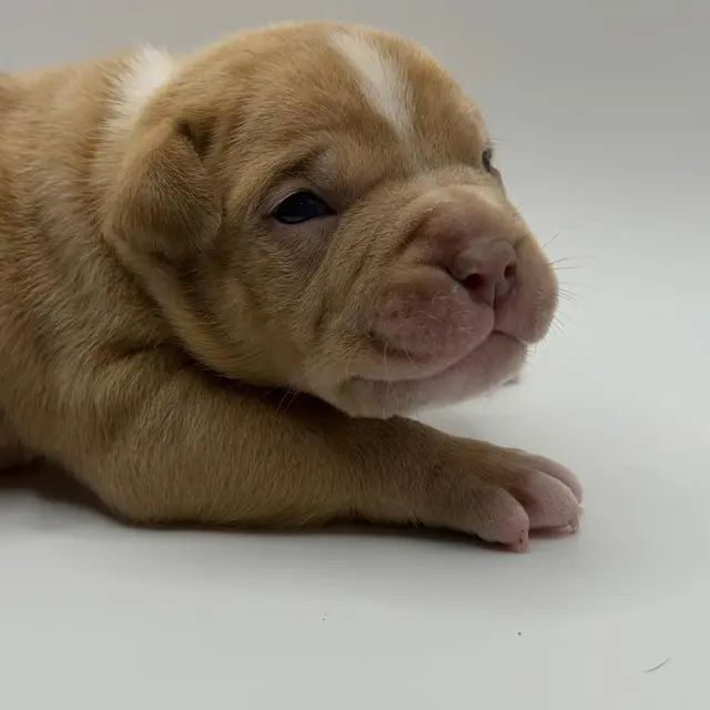 Waffles the Extreme Pocket Bully puppy