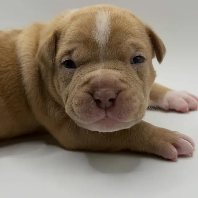 Waffles the Extreme Pocket Bully puppy